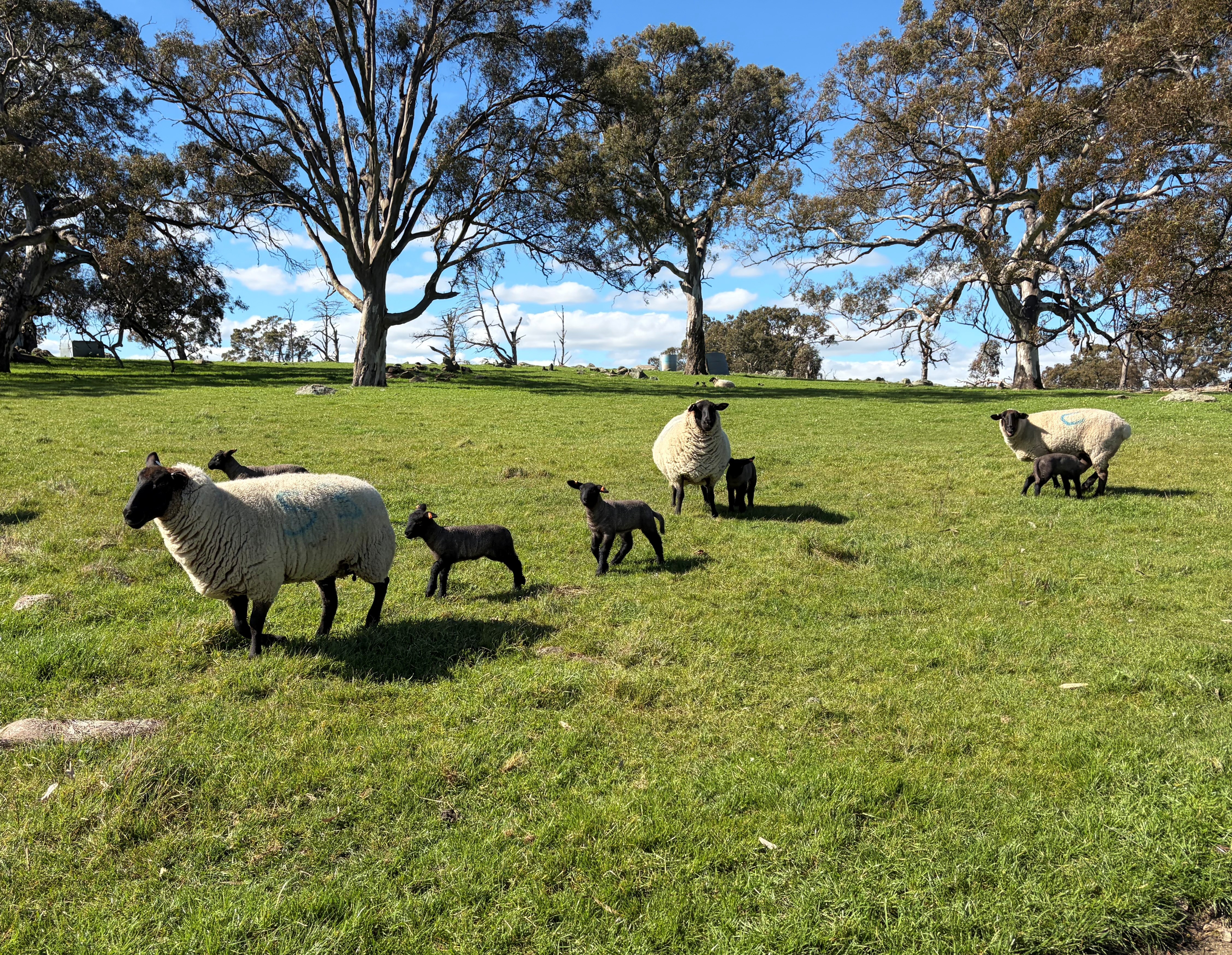 2026 lambs 2